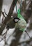 A titmouse on a tree