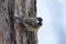 Titmouse on a tree trunk