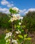 Titolo: pear flowers with bee fiori bianchi di pero con ape