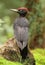 Tjeez man! what a stunning bird this Black Woodpecker!