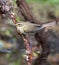 Tjiftjaf, Common Chiffchaff, Phylloscopus collybita