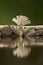 Tjiftjaf, Common Chiffchaff, Phylloscopus collybita