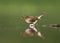 Tjiftjaf, Common Chiffchaff, Phylloscopus trochilus