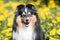 tland sheepdog, sheltie sitting outdoors on a field of green grass with meadows blooming dandelions