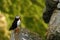 Tlantic Puffin sitting on cliff, bird in nesting colony, arctic black and white cute bird with colouful beak, bird on rock