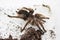 Tliltocatl albopilosus or Brachypelma albopilosum is a species of tarantula, also known as the curlyhair tarantula. They