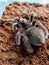 Tliltocatl albopilosus is a species of tarantula, also known as the curly-haired tarantula.