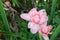 Tlingera elatior local flower or Torch Ginger, family zingiberaceae, bohol philippines