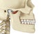 TMJ: The temporomandibular joints. Healthy occlusion anatomy. Medically accurate 3D illustration of human teeth and dentures