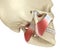 TMJ: The temporomandibular joints and muscles. Medically accurate 3D illustration