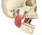 TMJ: The temporomandibular joints and muscles. Medically accurate 3D illustration