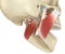 TMJ: The temporomandibular joints and muscles. Medically accurate 3D illustration