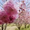 to the beautiful ping-colored cherry blossoms in the spring in the Japanese city