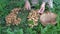 To begin pick fresh Edible honey fungus mushrooms Armillaria mellea