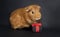 To celebrate a holiday. Congratulation from a guinea pig with a gift on a black background. Place for an inscription