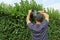 To Clip a hedge, gardening