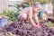 To dig potatoes. Autumn harvest. The boy helps dig up potatoes.