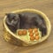 To Easter eggs need all, to it prepare even cats. cat with eggs. happy Easter