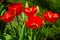 TO FEAST ON THE LARGE BLOSSOMED RED TULIPS IN THE GARDEN.