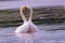 To love like a Swan is to dance in a heart