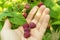 To pick berries of red raspberries by hand