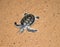 To the Sea: Flatback Sea Turtle