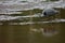 About to strike, great blue heron stalks its prey on the mud flats of Witty Lagoon