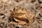 Toad. Amphibian during the spring