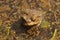 Toad. Amphibian during the spring awakening and mating