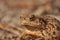 Toad. Amphibian during the spring awakening and mating