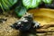 Toad in the aquarium behind the glass (Duttaphrynus melanostictus)