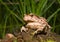 Toad (Bufo gargarizans) 8