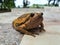 Toad and bullfrog Rana catesbeiana wild and animal Life and style at Thailand`s Top Tourist Attractions