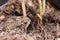 Toad buried in the soil. it is a tailless amphibian with a short stout body and short legs.