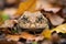 toad camouflaged in leaves