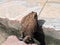 Toad climbing on the step of floor. it is a tailless amphibian with a short stout body and short legs.