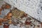 Toad, common toad sits anxiously on stone wall in foliage