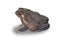 The toad the face of a large amphibian in the natural habitat. Animals in tropical forests