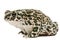 Toad green, lat. Bufo viridis, isolated on white background