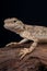 Toad-headed agama