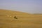 Toad Headed Agama, Sam Desert, Rajasthan, India