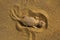 Toad Headed Agama, top view, Jaisalmer, Rajasthan, India