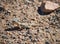 Toad-headed agamas Phrynocephalus in natural environment of mongolian desert sits on grave in Mongolia desert