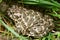 Toad (latin Bubo Bubo) sitting in long grass