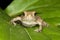 Toad on the leaf