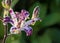 Toad lily Tricyrtis flower