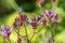 Toad lily tricyrtis formosana