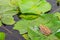Toad on lotus leaf