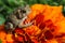 Toad on Marigold Flower