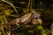 Toad mating in the fish pond